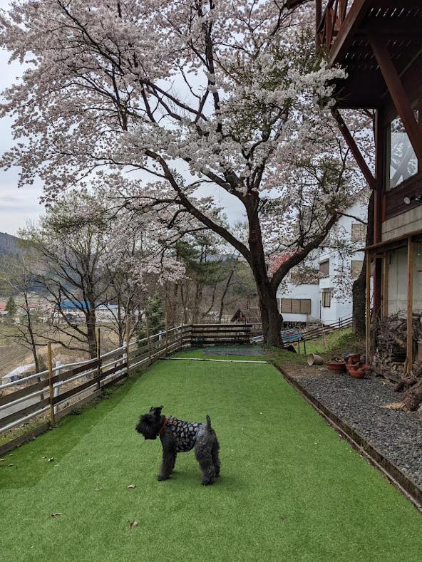 ワンコと泊まるジャスミンクリーク Hotel Toyooka  Eksteriør billede